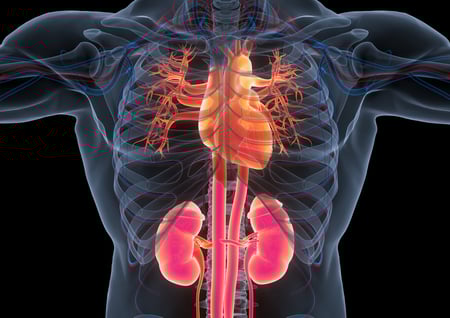 View human skeleton with highlighted heart and lungs